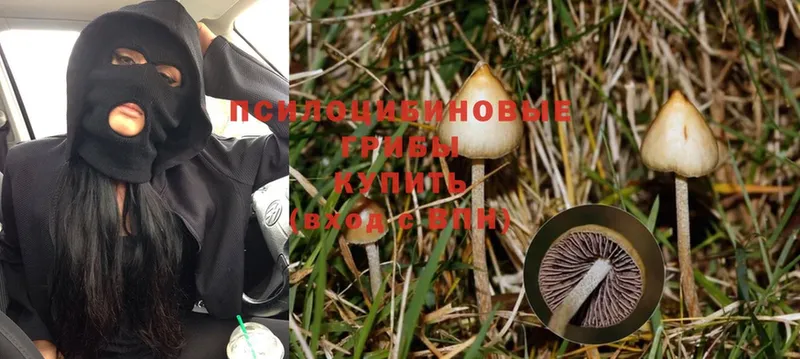 OMG сайт  Нестеров  Псилоцибиновые грибы MAGIC MUSHROOMS 